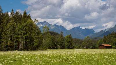 景观 山 云 天堂 森林 树木 乡村小路 草地 阿尔卑斯山