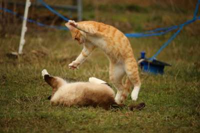 猫 暹罗 游戏 红猫 小猫 红虎斑 战斗 品种猫