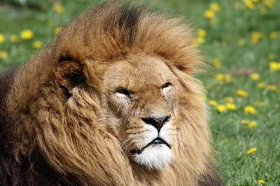 狮子 鬃毛 动物 野生动物 捕食者 非洲人 头 猫 王 狮子座