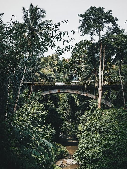 天空 绿色 植物 树木 桥 结构体 车 旅行路 旅行 河 水