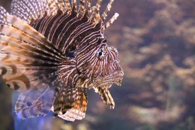 狮子 水族馆 鱼 水