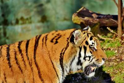 老虎 野猫 捕食者 大猫 食肉动物 大华 猫 动物 野生动物