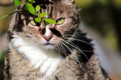 宿醉 猫 猫眼 猫脸 鲭鱼 家猫 家畜 晶须 看法 野生动物