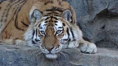 老虎 西伯利亚 捕食者 大猫 危险的 食肉动物 Amurtiger