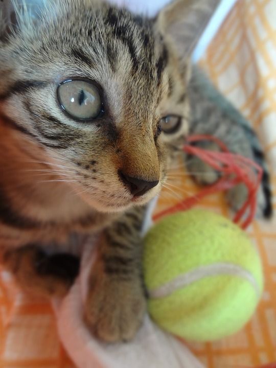 猫 家居 小清新 可爱