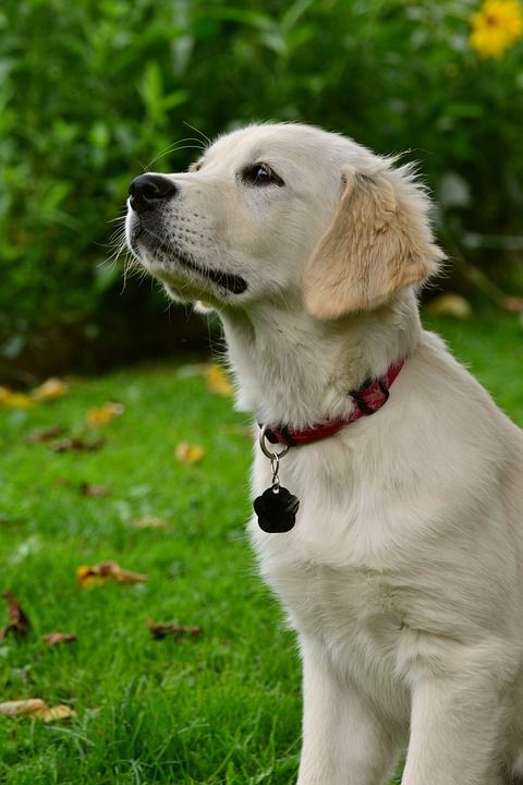 狗 金毛猎犬 小狗 幼兽 狗肖像 猎犬 动物 狗摄影