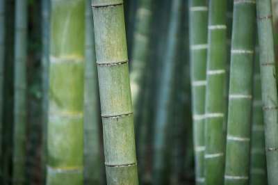 竹子 青竹 森林 树木 自然 绿色的森林 绿色的植物 竹子 竹子