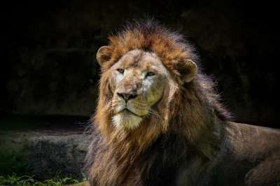 狮子 捕食者 猫 动物园 动物 毛皮 鬃毛 大 强的 强大的