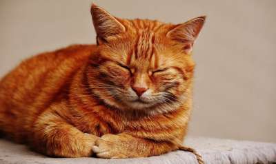 猫 宿醉 红色的 睡觉 可爱的 鲭鱼 老虎 舒适 动物 家猫
