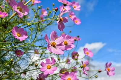 自然 景观 鲜花 宇宙 天空 云 鲜花 鲜花 鲜花 鲜花