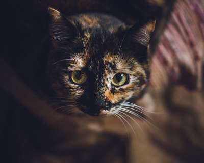 猫 家猫 家畜 动物 猫眼 猫脸 肖像 哺乳动物 情绪 关闭