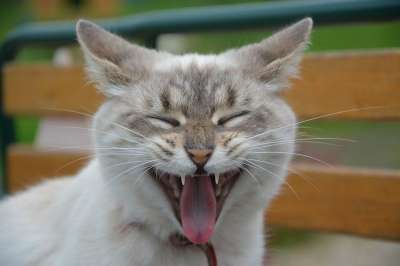 猫 小猫 巨大的猫 语言聊天 猫的耳朵 家畜 闭眼 动物 头