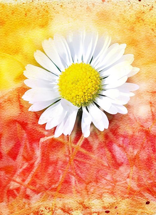雏菊 花 开花 白色的 绘画 数码绘画