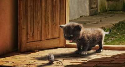 动物 猫 鼠 玩 可爱的 乐趣 小猫 Photoshop 蒙太奇