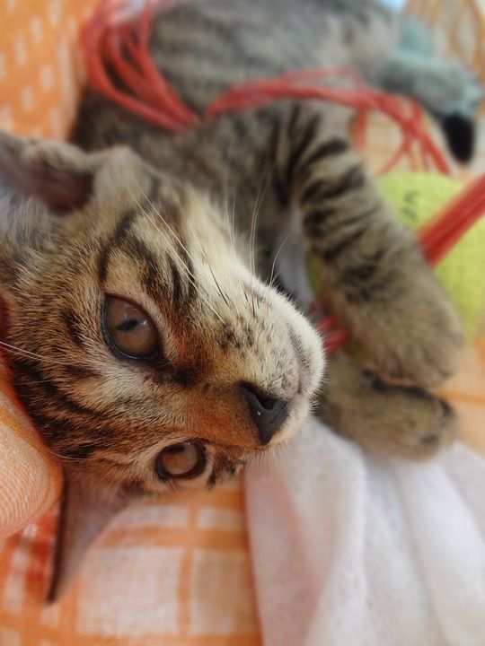 家居 小清新 可爱 猫