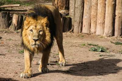野生动物 狮子 捕食者 大猫 非洲 食肉动物 鬃毛 纽伦堡动物园