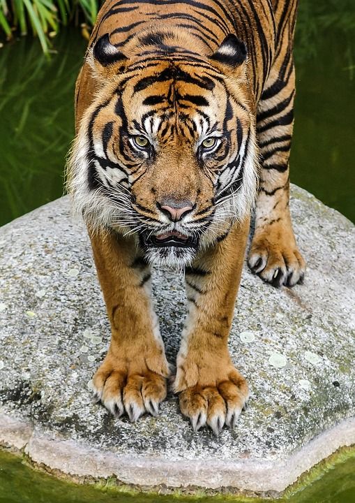老虎 看法 猫 手表 捕食者 大猫 关闭 动物园 动物 危险的