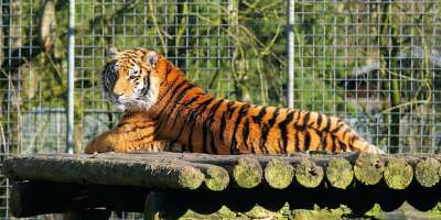 老虎 大猫 捕食者 哺乳动物 鲭鱼 公园 懒惰的 日光浴 打瞌睡