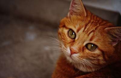 猫 宿醉 红色的 可爱的 鲭鱼 老虎 舒适 动物 家猫 毛皮