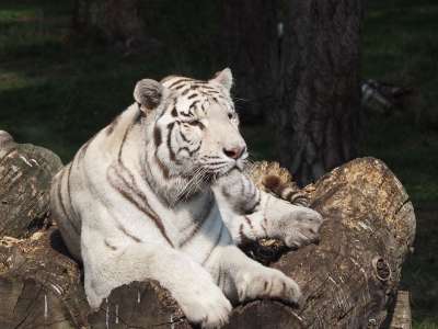 白色的老虎 大猫 塞伦盖蒂公园 老虎 白色的 自在 德国