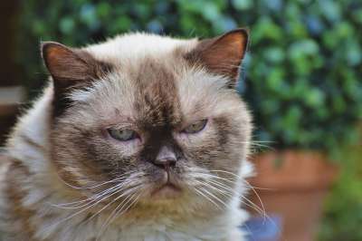猫 品种猫 英国短毛猫 纯种 短发 毛皮 可爱的
