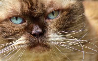 英国短毛猫 猫 可爱的 肖像 英国 短发 野生动物 纯种 家猫