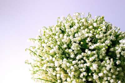 山谷里的百合 白色的花 春天 开花 花束 有香味的