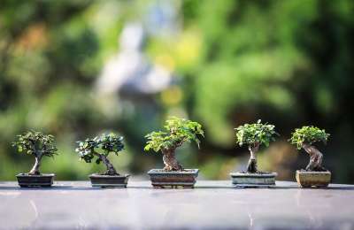 盆栽 树木 植物 观赏树木 园艺 木头 自然 日本 禅 花园