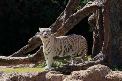 白色的老虎 危险的 荒野 动物 野猫 捕食者 小猫 斑纹