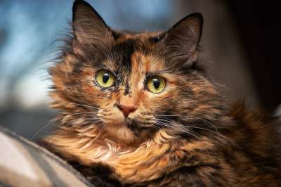 猫 宠物 毛茸茸的 脸 眼睛 猫科动物 棕色猫 棕色的眼睛