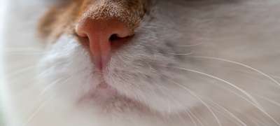 猫 鼻子 家畜 晶须 关闭 嘴 白色的 红色的 胡须 宏 脸
