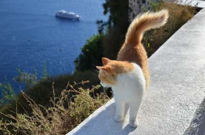 猫 希腊 大海 船