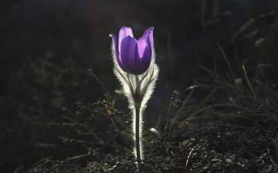 白头翁 花 背光 紫花 紫色花瓣 花瓣 盛开 开花 植物群