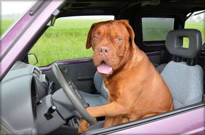 狗 Dogue De 波尔多 宠物 车 驾驶 操舵 车 驾驶