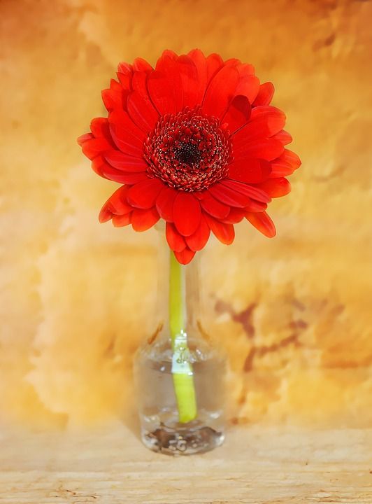 花 红花 非洲菊 切花 植物 开花 红色的 花瓶 装饰 关闭