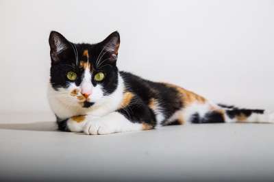 猫 优雅的 很好 印花布猫 工作室照片 淘气
