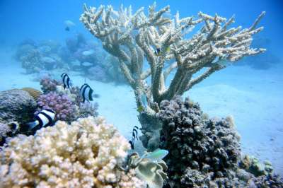 珊瑚 海洋 海 水 礁 潜水 蓝色的 自然 大海 异国情调