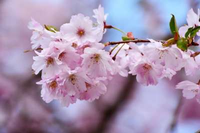 樱花 日本樱桃 树开花 粉色的 花 自然 植物 开花 树 科