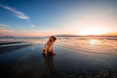 狗 海滩 日出 黄昏 毛皮 毛茸茸的 景观 自然 海洋 反射