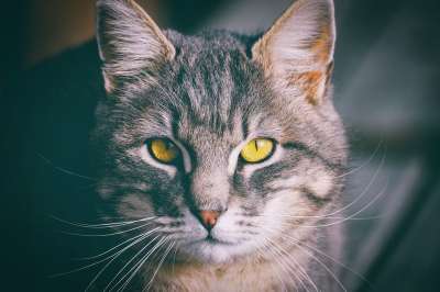猫 家猫 眼睛 家畜 猫眼 肖像 鲭鱼 野生动物 猫脸 毛皮