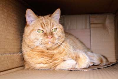 猫 红猫 小猫 房子 家畜 家猫 鲭鱼 纸板盒 纸盒 包裹
