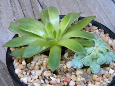 永世 植物 多肉植物 绿色 沙漠 树叶 埃切维里亚 花盆 仙人掌