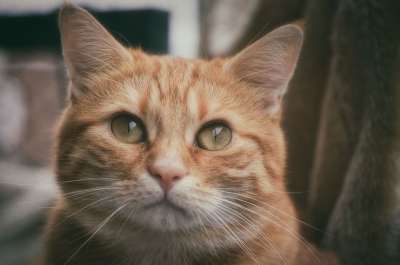 猫 宿醉 红色的 可爱的 鲭鱼 老虎 舒适 动物 家猫 毛皮