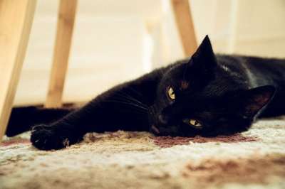 猫 黑色的 家猫 动物 家畜 小猫 老虎 眼睛 猫眼 宿醉
