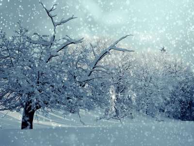 树木 雪 冬天 寒冷的 下雪的 降雪 冬季魔法 霜 冬梦 自然
