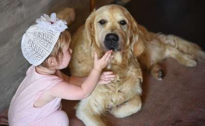 狗 女孩 猎犬 金的 金色的 友谊 首页 可爱 关系 善良