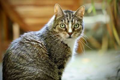 宿醉 猫 家畜 家猫 鲭鱼 猫脸 毛皮 猫眼 晶须 欧洲短毛