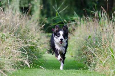 边境牧羊犬 走狗 称呼 训练 英国牧羊犬 牧羊犬 狗 动物肖像