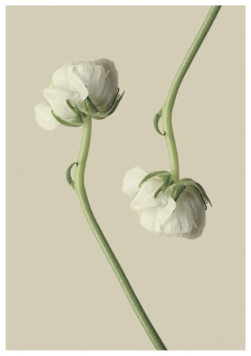 花毛茛 毛茛 白色的花 花 开花 盛开 自然 花 花 花 花