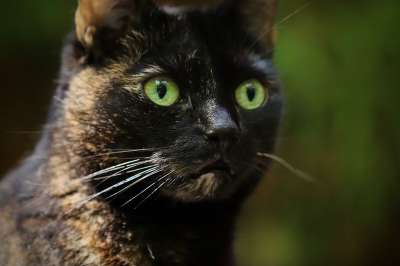 猫 家猫 玳瑁 猫脸 猫眼 家畜 看法 Katzenkopf